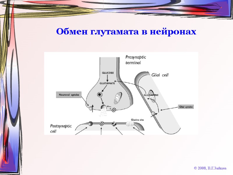 Обмен глутамата в нейронах © 2008, В.Г.Зайцев